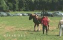 Przeciąganie liny - grupa facetów vs koń