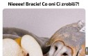 Sówek w antonówkę zaklęty