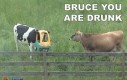 Bruce, znowu piłeś!