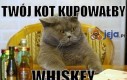 Twój kot kupowałby Whiskey