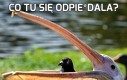 Co tu się odpie*dala?