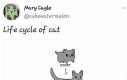 Cykl życia kota
