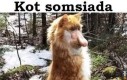 Jaki sosiąd taki kot