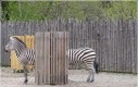 Dłuuuuuuga zebra