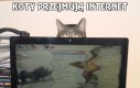 Koty przejmują internet