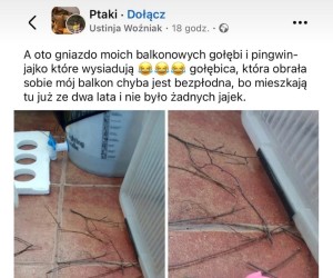 Gołębie to najlepsi budowniczy