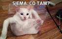 Siema, co tam?