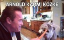 Arnold karmi kózkę