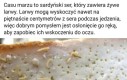 Rarytas