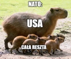 Chodzi o to, że USA to lider NATO