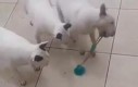 Ta zabawka to chyba jednak nie był dobry pomysł