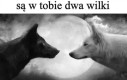Wolf gang