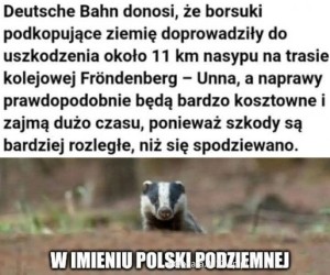Nie zadzieraj z borsukiem