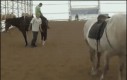 Nie podchodź do konia od tyłu