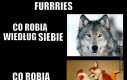 Prawda o Furry