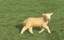 Transformująca owieczka