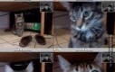 Kot rozpoznał właściciela podczas rozmowy video