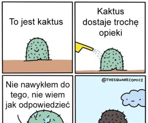 Kaktusy tak mają