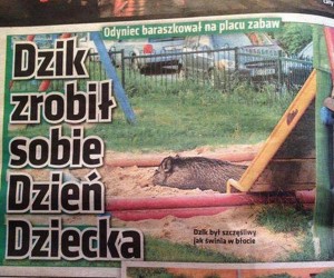 Dzik też człowiek, a więc i dziecko