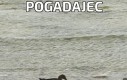 Pogadajec