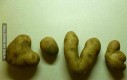 Kochane ziemniaki