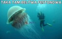 Taka tam Bełtwa Festonowa