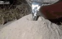Mrowisko zalane ciekłym aluminium