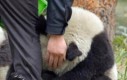 Przerażona panda przytula się po trzęsieniu ziemi