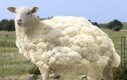 Kalafiorowa owca