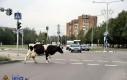 Krowa na ulicy