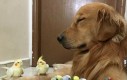 Test na psią cierpliwość