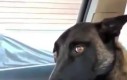 Reakcja psa na wieść o nowym szczeniaczku