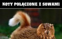 Koteł + sowa = apokalipsa