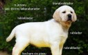 Kocham blabladory