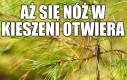 Instynkt grzybiarza
