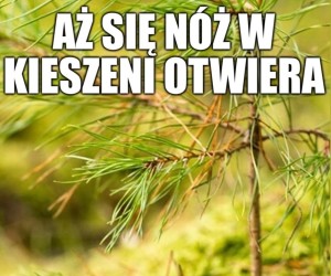 Instynkt grzybiarza
