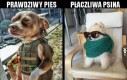 Psy do wojska!