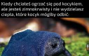 Problemy żabek pierwszego świata
