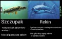 Szczupak vs rekin