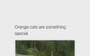 Pomarańczowe koty