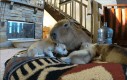 Kapibara i szczeniaczki