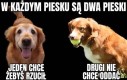 Dwa pieski w jednym