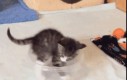 2 kittens 1 cup