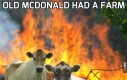 Wściekłe krowy