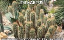 To kaktus