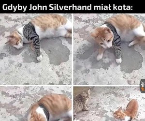 Czy zimowy żołnierz nie szuka kota?