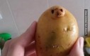 Kartofel foka