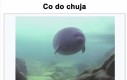 Ale że niby co to ma być