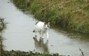 Kot chodzi po wodzie