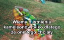 Miło z ich strony, śliczne są